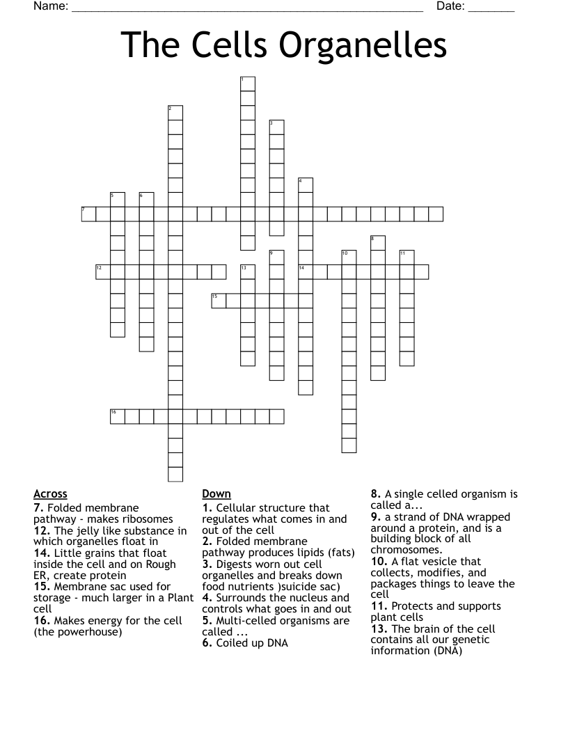 The Cells Organelles Crossword