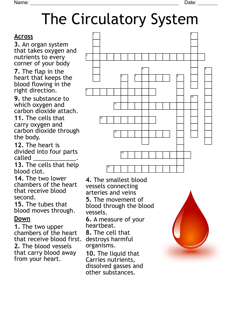 The Circulatory System Crossword