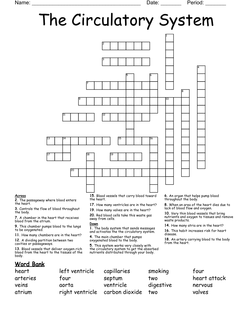 The Circulatory System Crossword