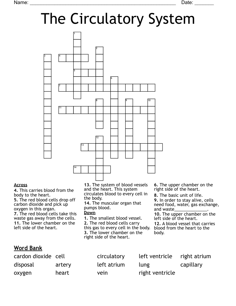 The Circulatory System Crossword