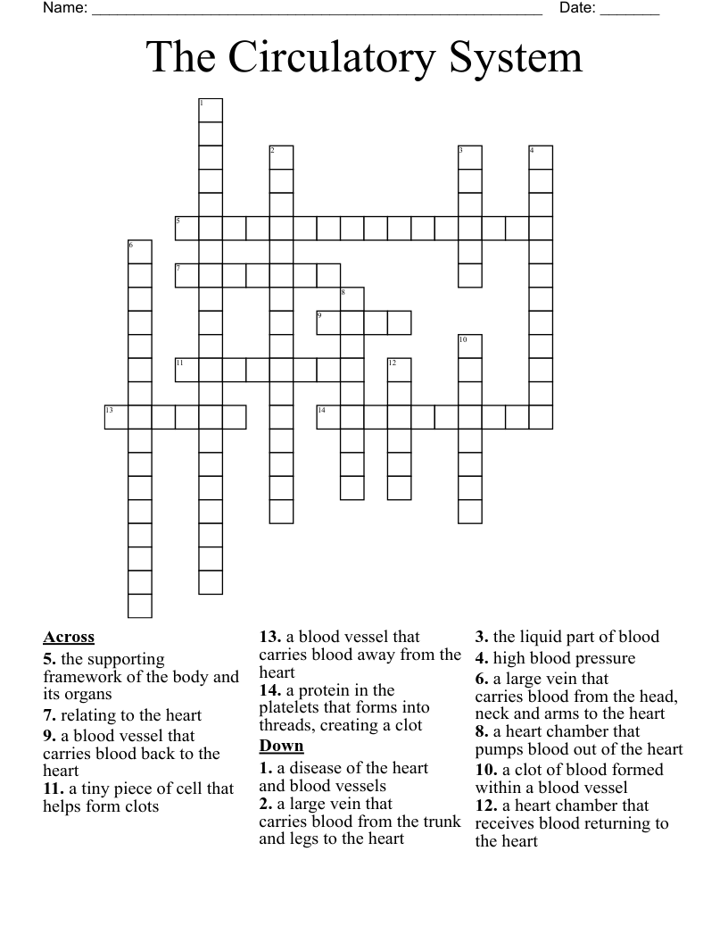 The Circulatory System Crossword