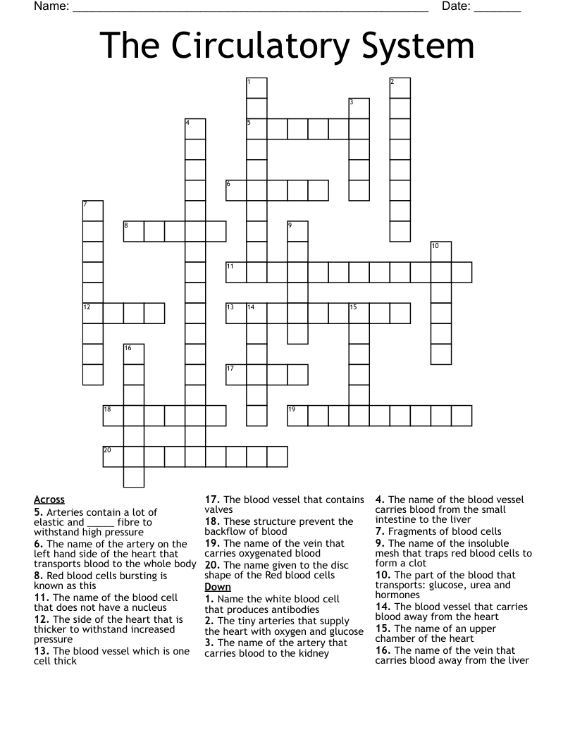 The Circulatory System Crossword