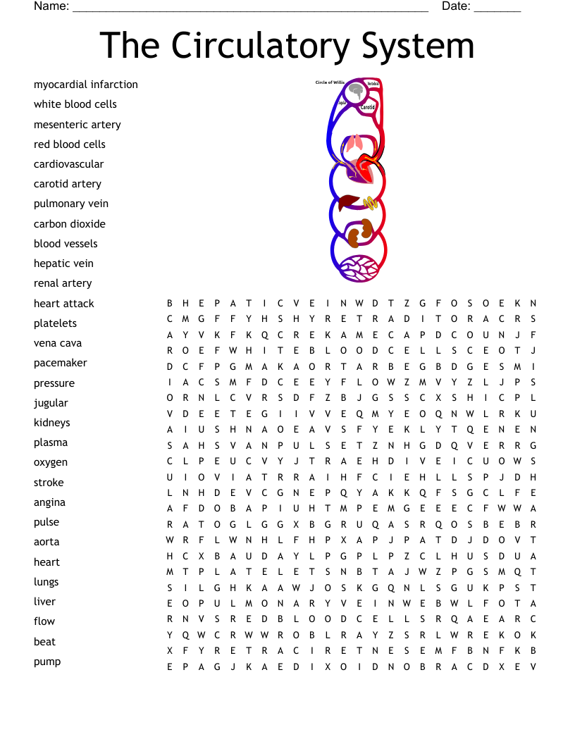The Circulatory System Word Search