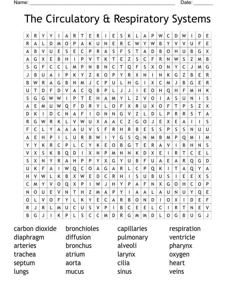 The Circulatory & Respiratory Systems Word Search