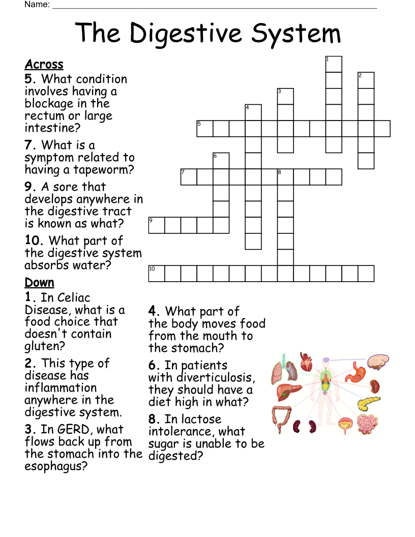 The Digestive System Crossword