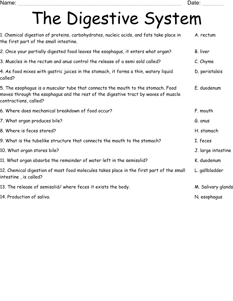 The Digestive System Worksheet
