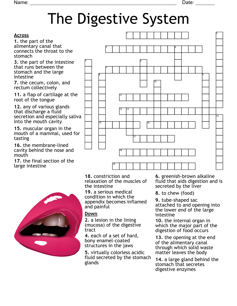 The Digestive System Crossword