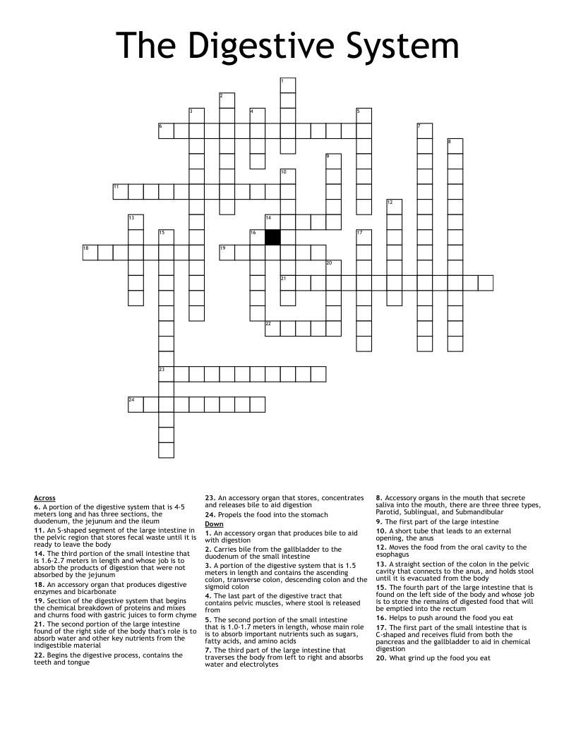 The Digestive System Crossword