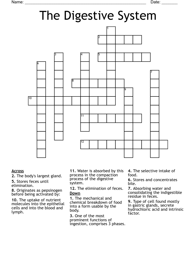 The Digestive System Crossword