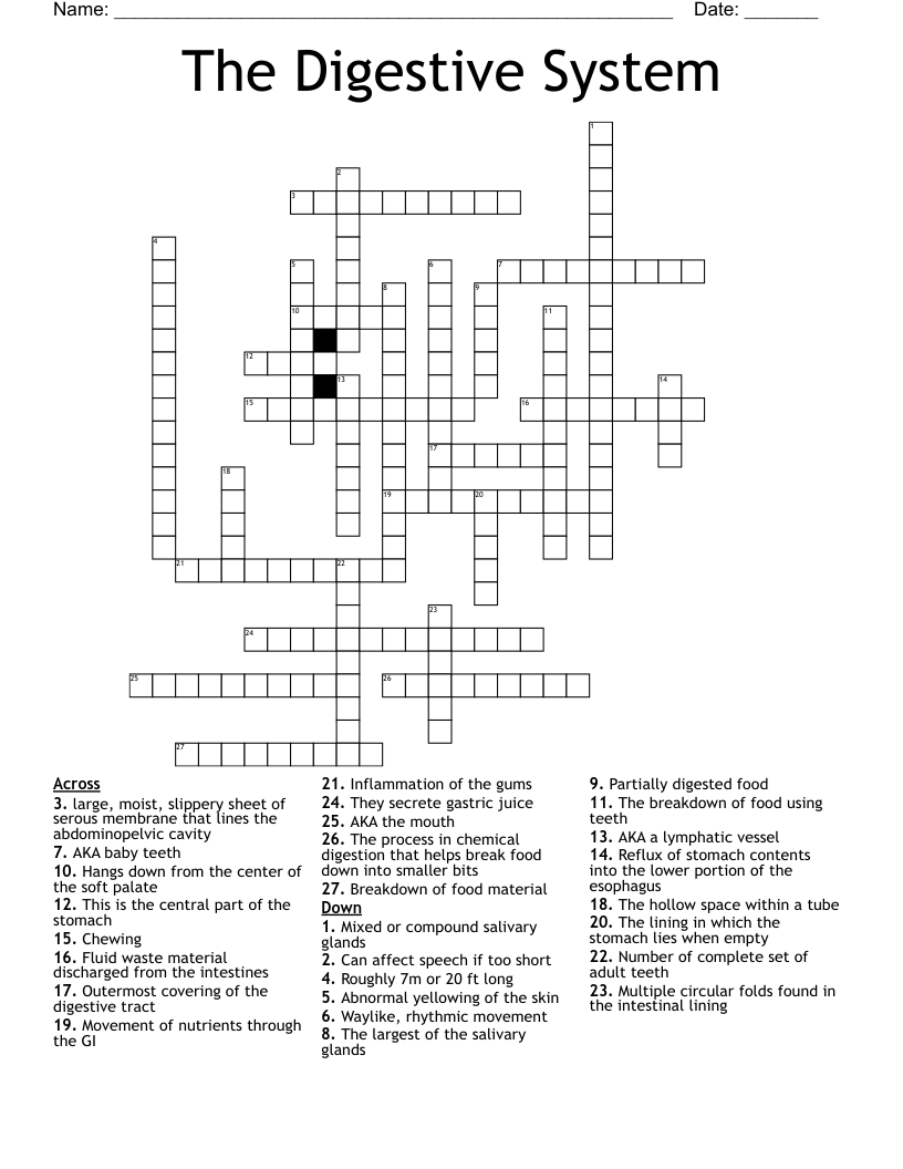 The Digestive System Crossword
