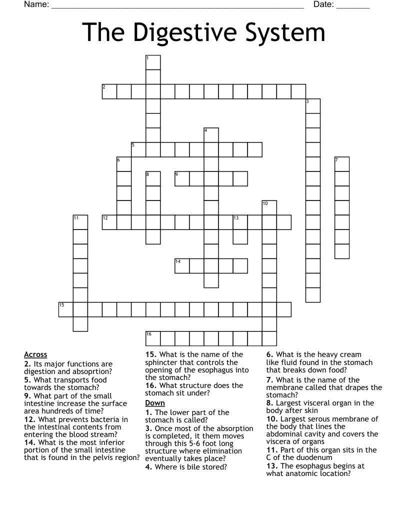 The Digestive System Crossword