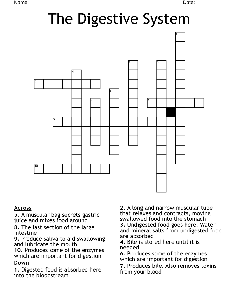 The Digestive System Crossword