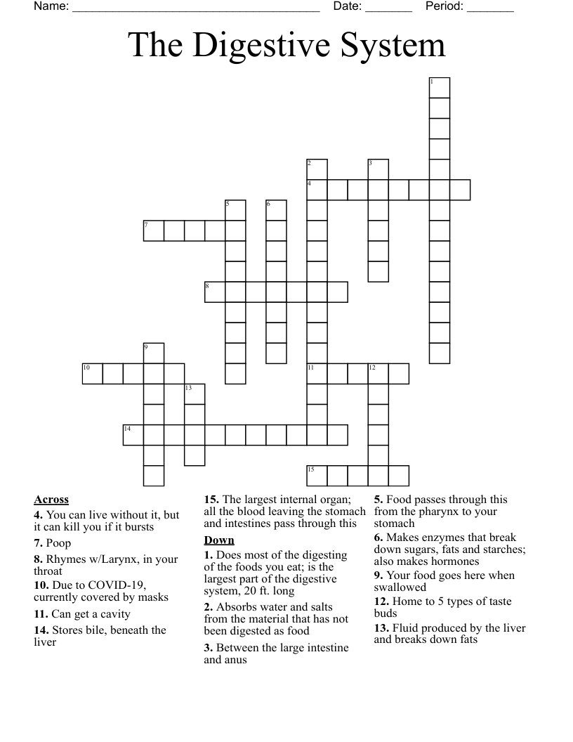 The Digestive System Crossword