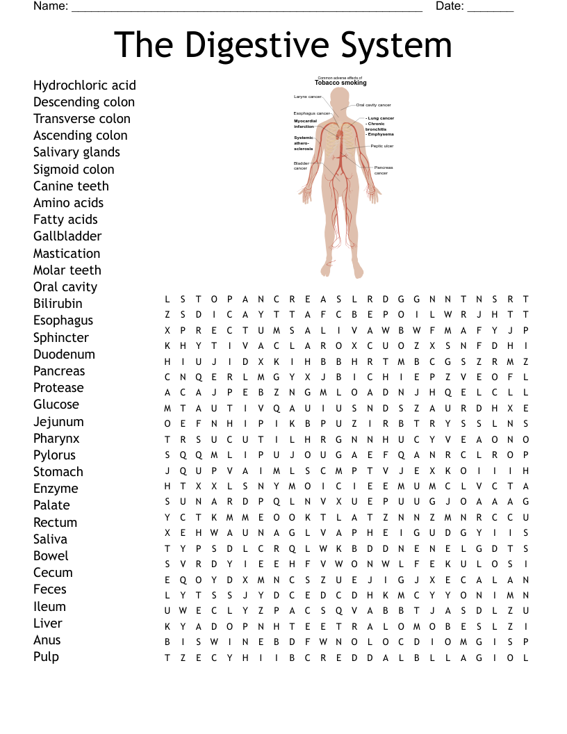 The Digestive System Word Search