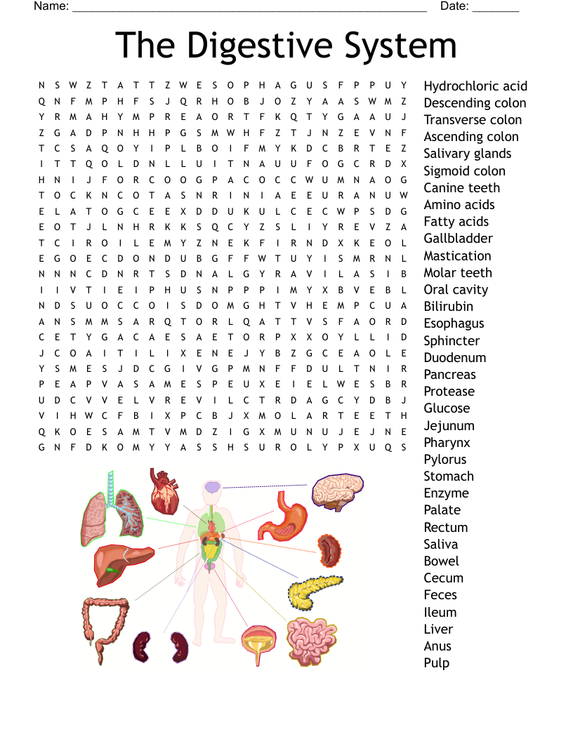 The Digestive System Word Search