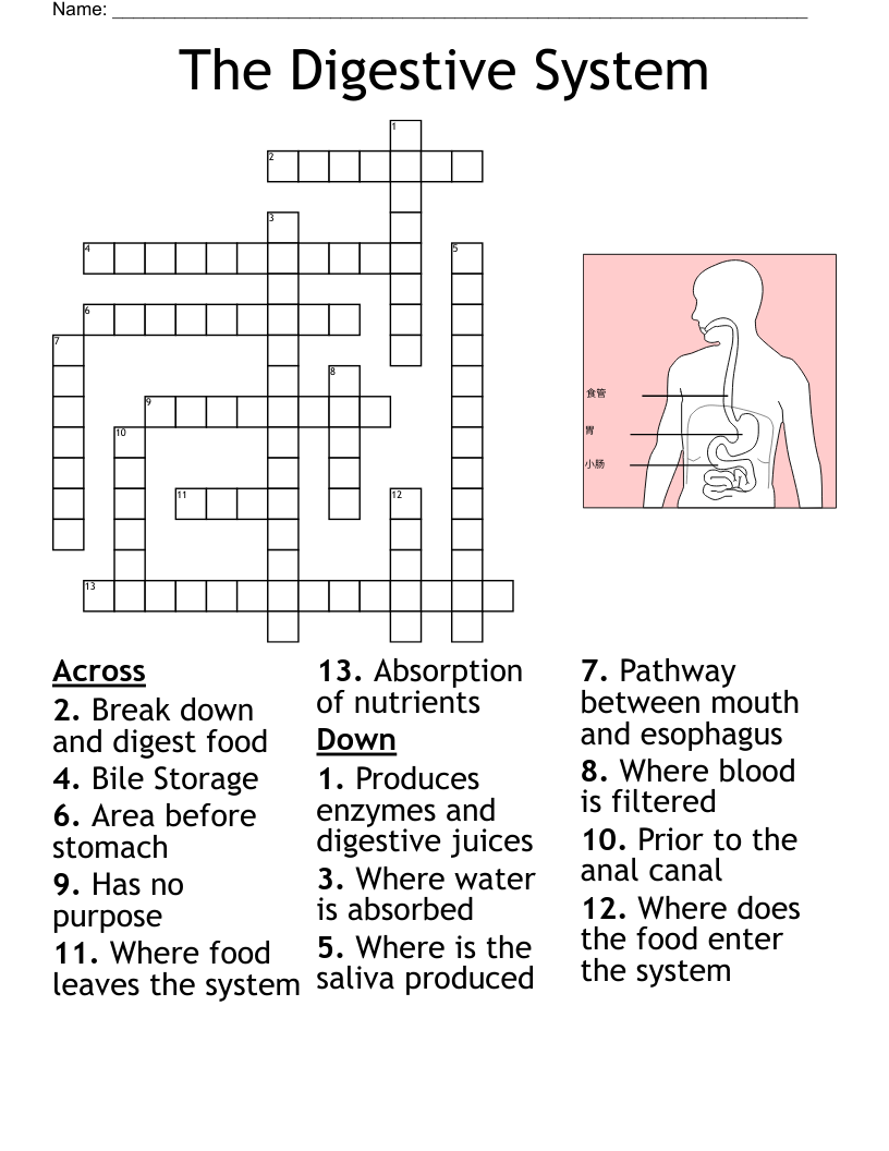 The Digestive System Crossword
