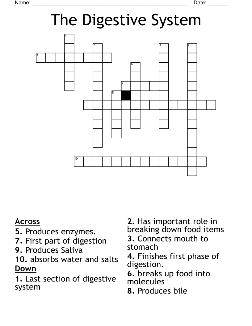 The Digestive System Crossword