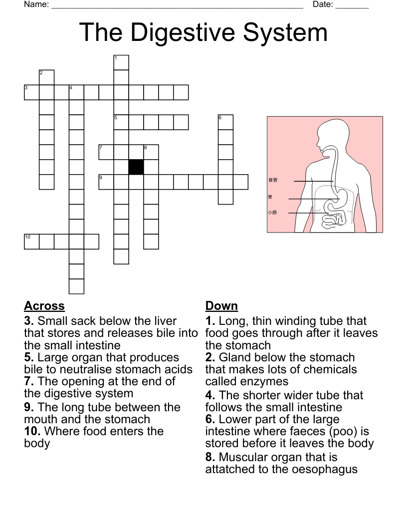 The Digestive System Crossword