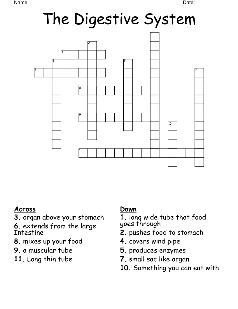 The Digestive System Crossword