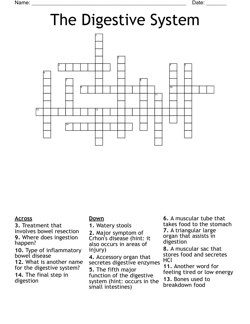 The Digestive System Crossword