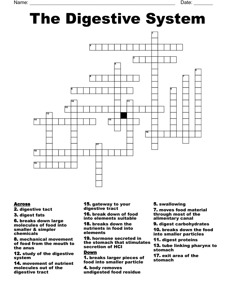 The Digestive System Crossword