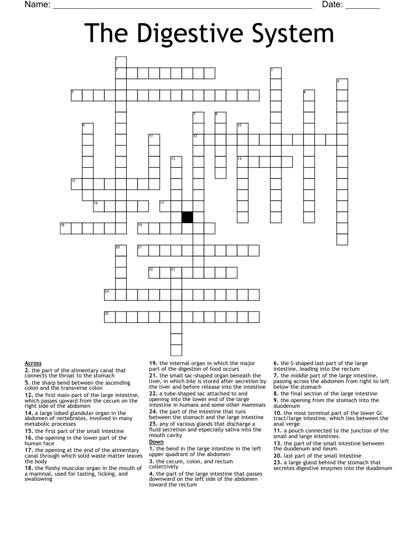 The Digestive System Crossword