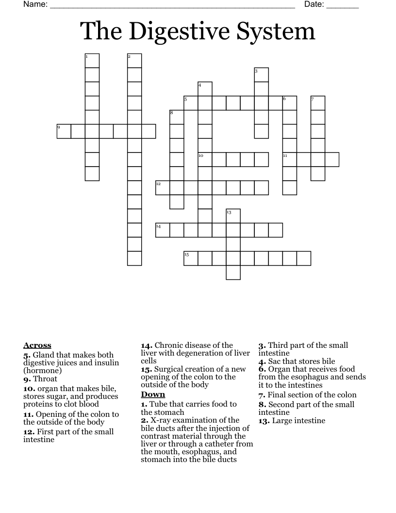 The Digestive System Crossword