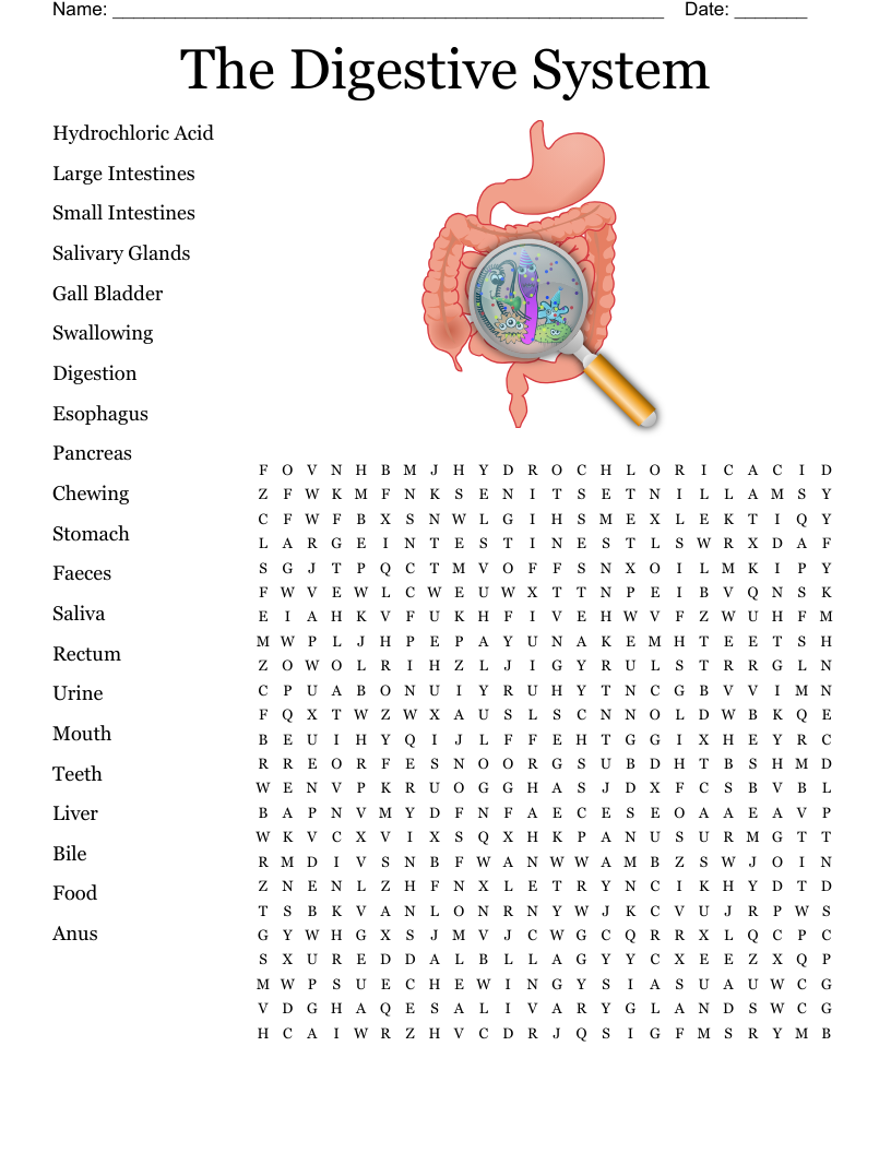 The Digestive System Word Search
