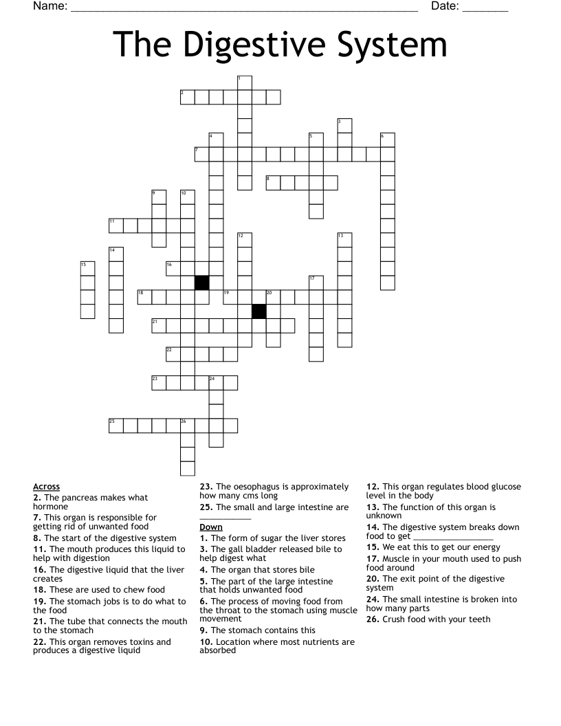 The Digestive System Crossword