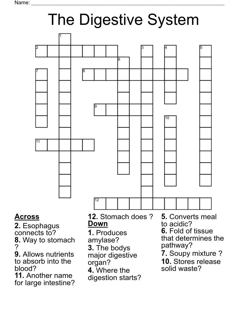 The Digestive System  Crossword