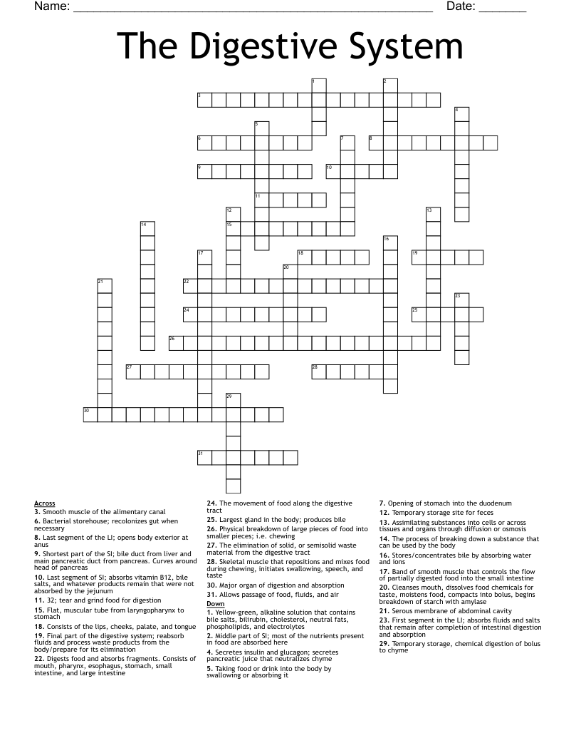 The Digestive System  Crossword