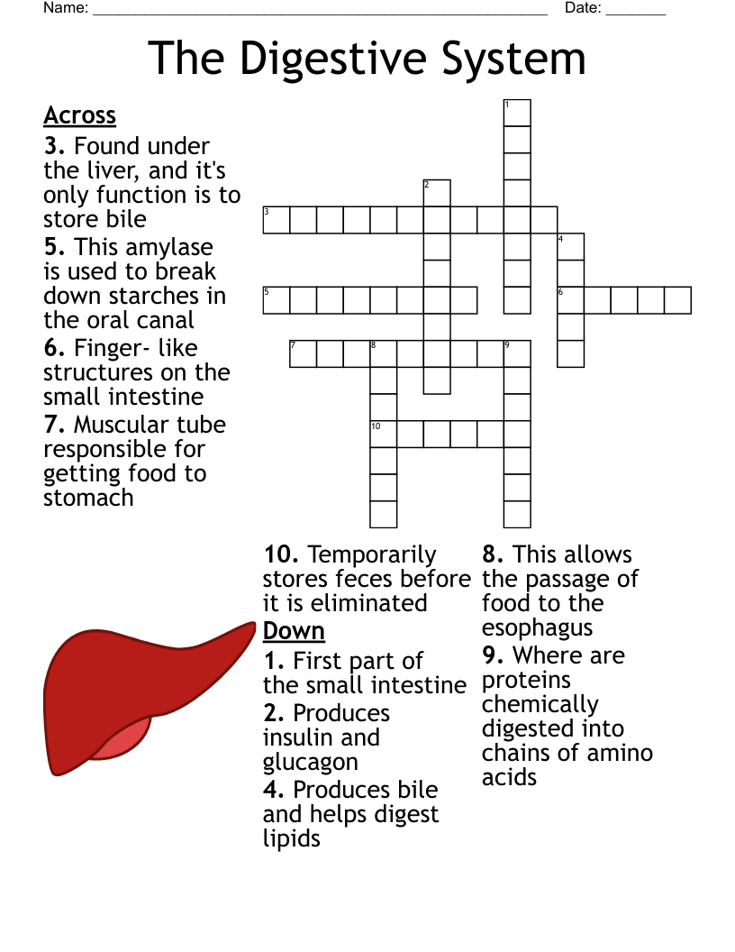 The Digestive System  Crossword