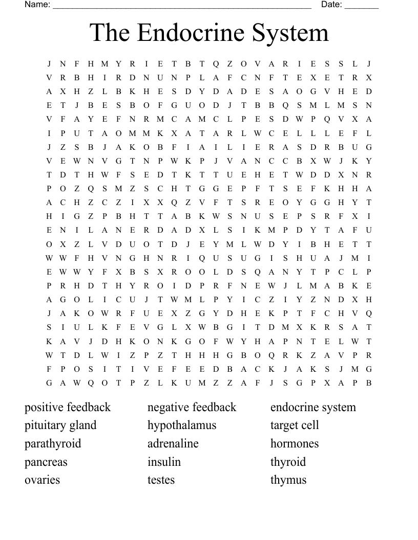 The Endocrine System Word Search