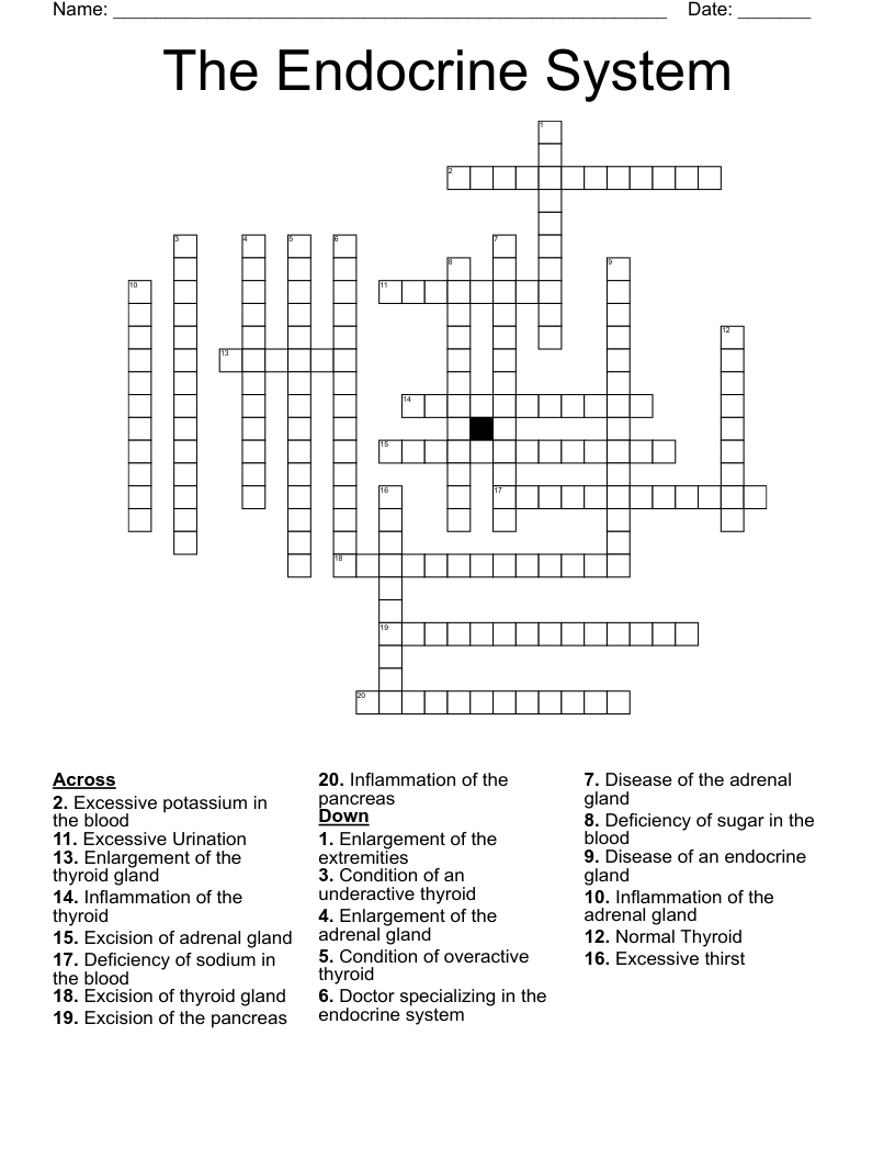 The Endocrine System Crossword