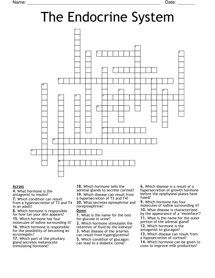 The Endocrine System Crossword