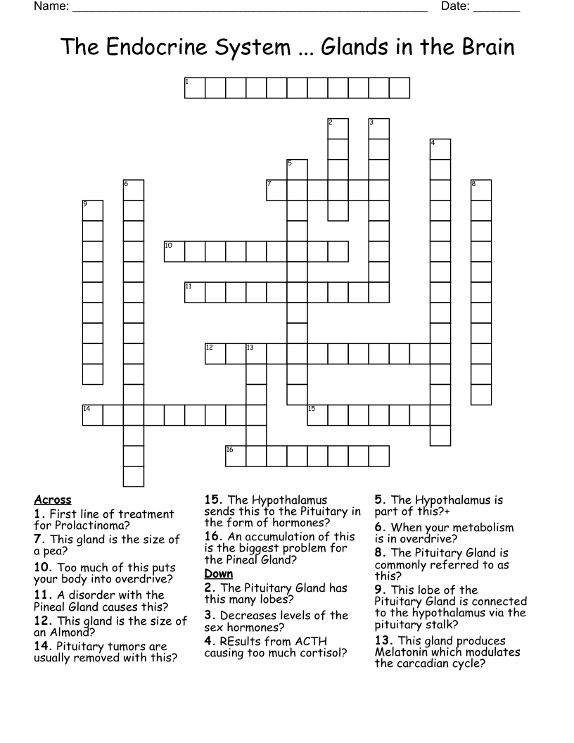 The Endocrine System ... Glands in the Brain Crossword