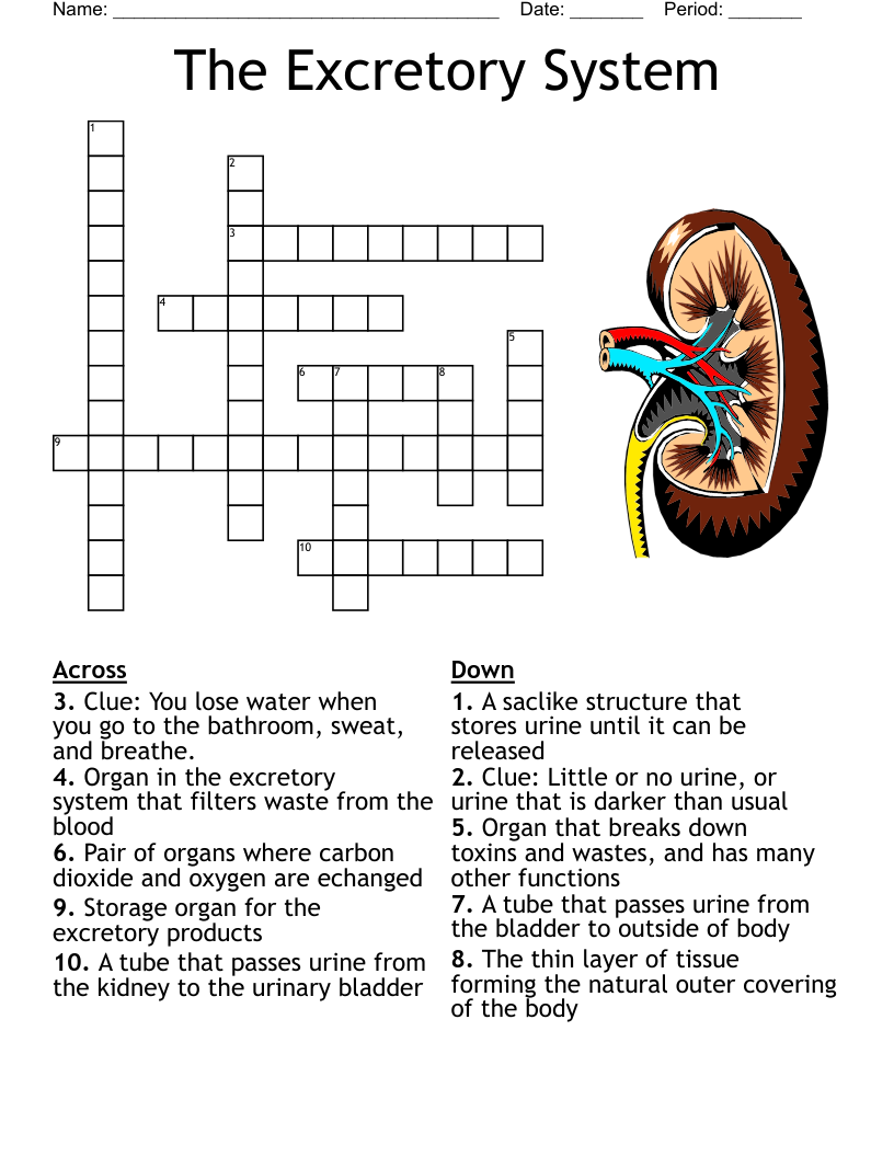 The Excretory System Crossword