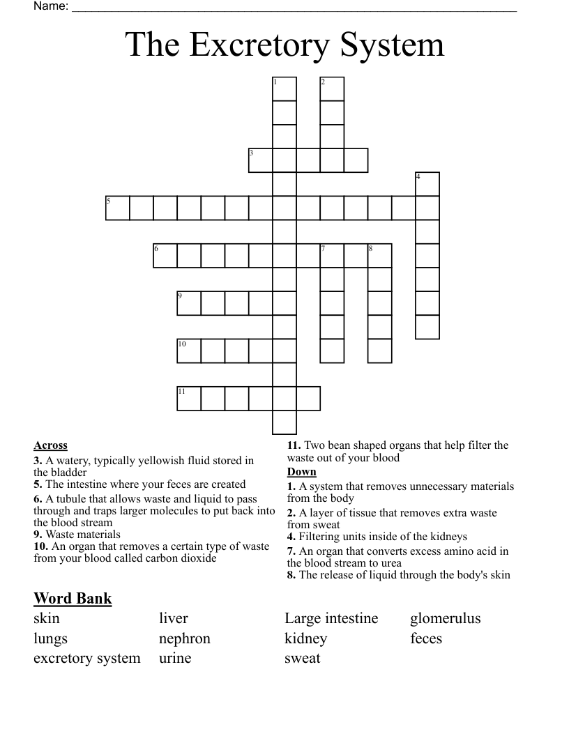 The Excretory System Crossword