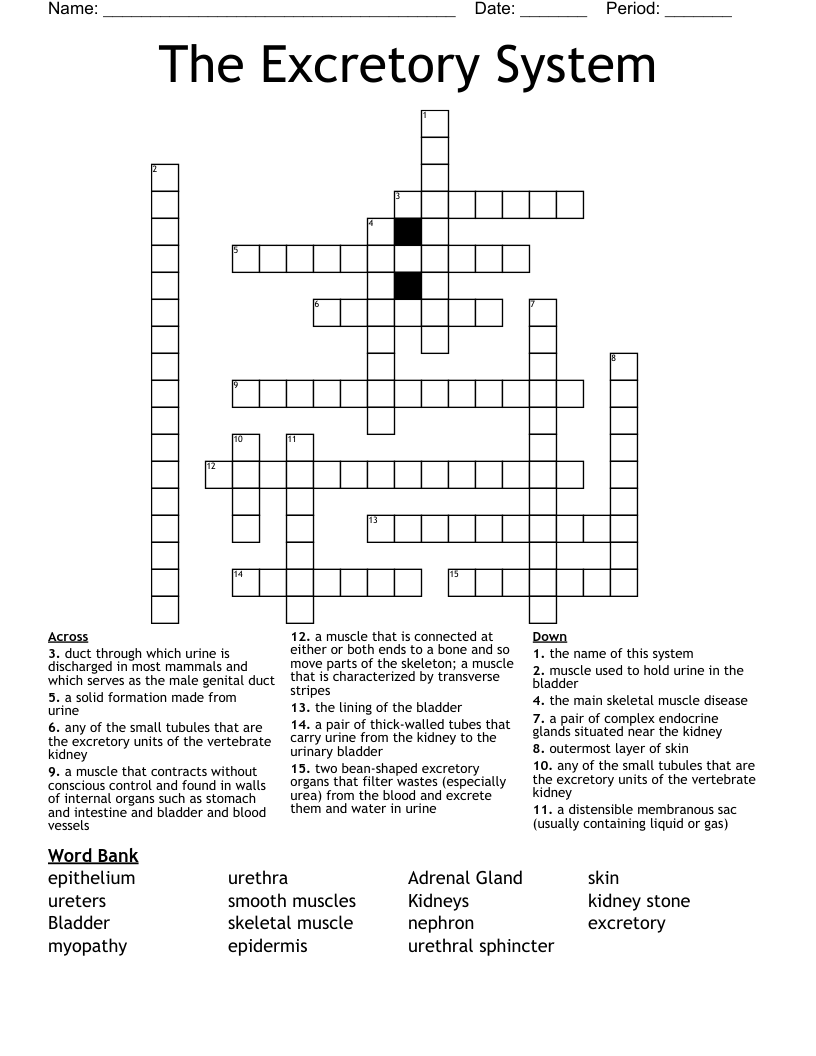 The Excretory System Crossword