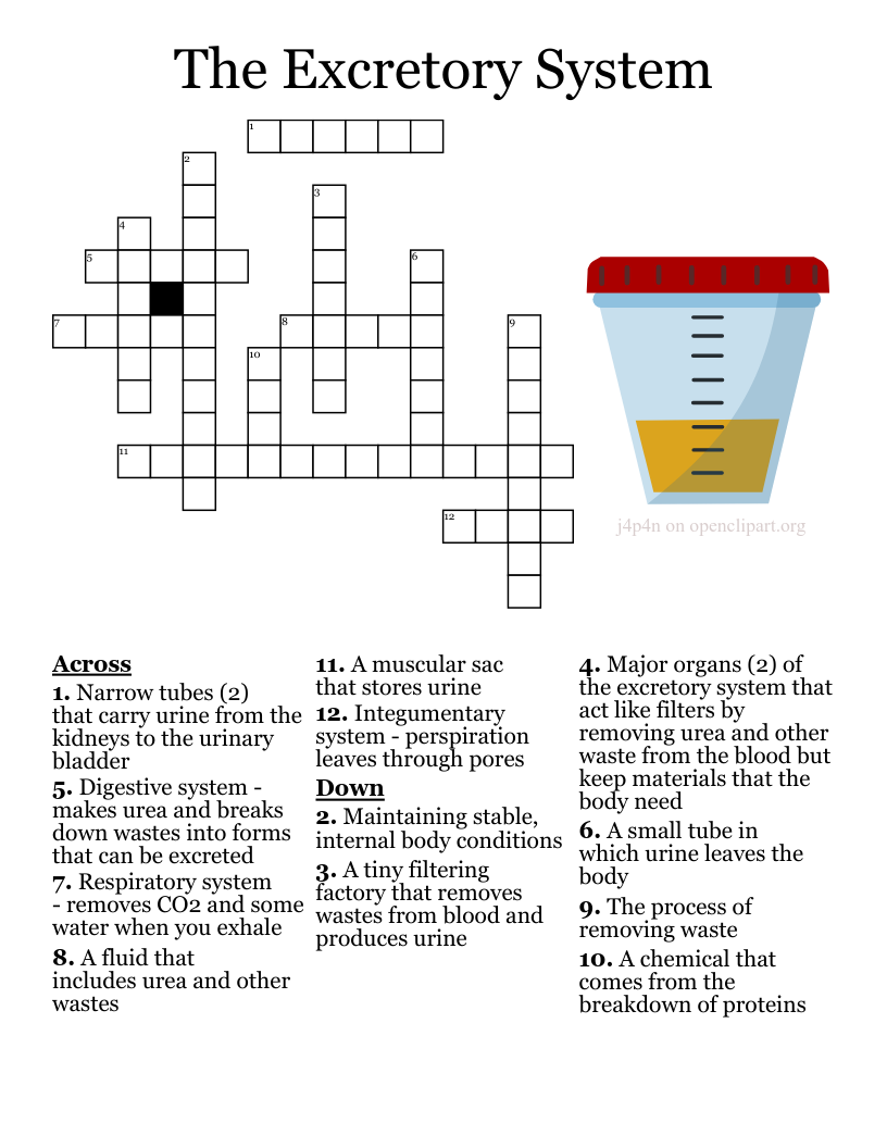 The Excretory System Crossword