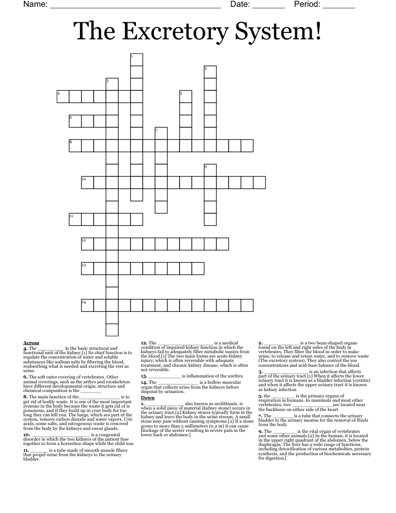 The Excretory  System! Crossword