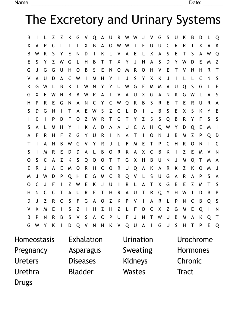 The Excretory and Urinary Systems Word Search