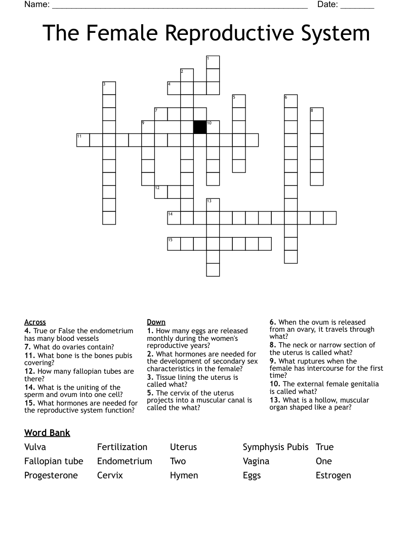 The Female Reproductive System Crossword