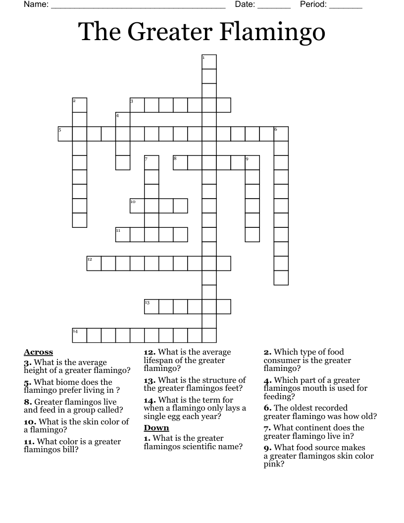 The Greater Flamingo  Crossword