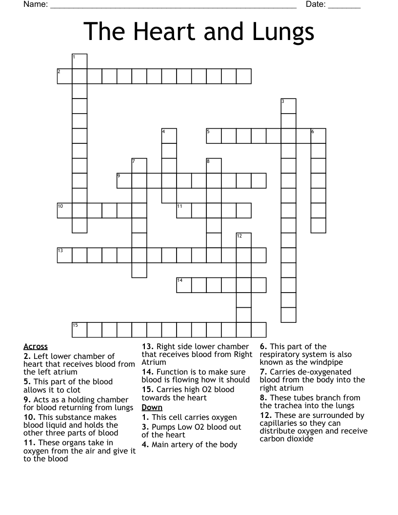 The Heart and Lungs Crossword