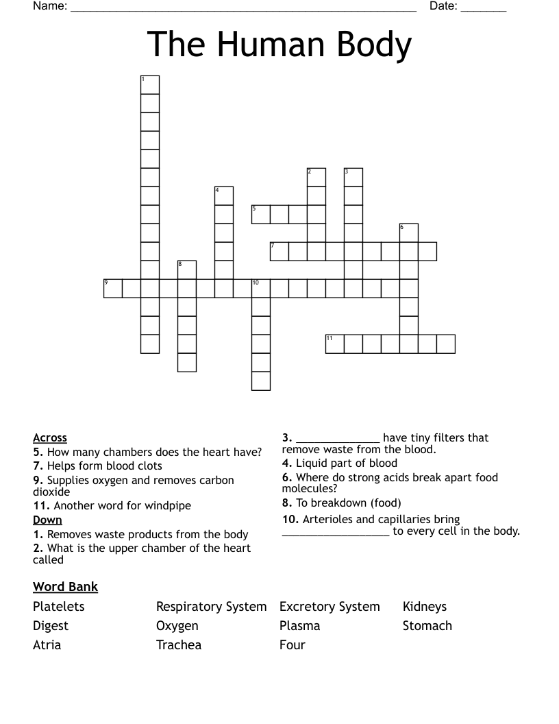 The Human Body Crossword