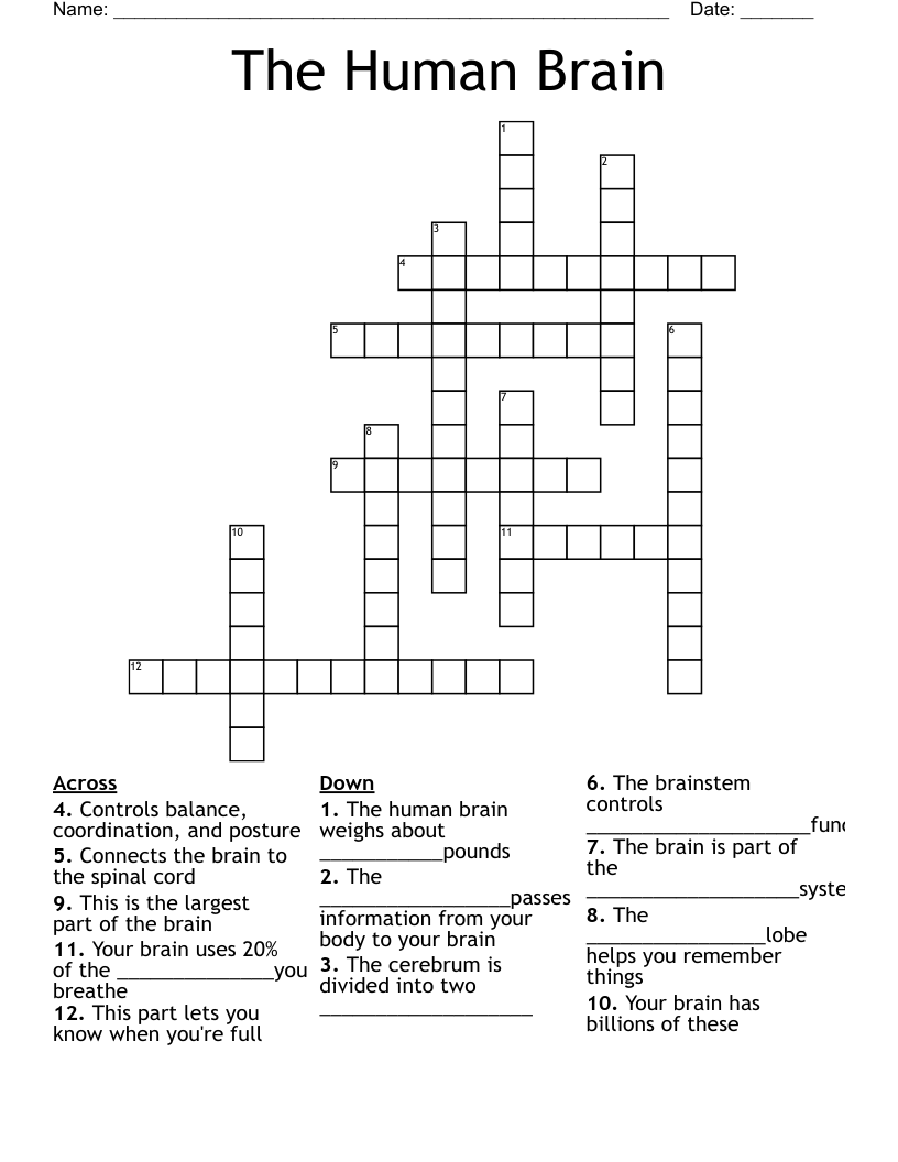 The Human Brain Crossword