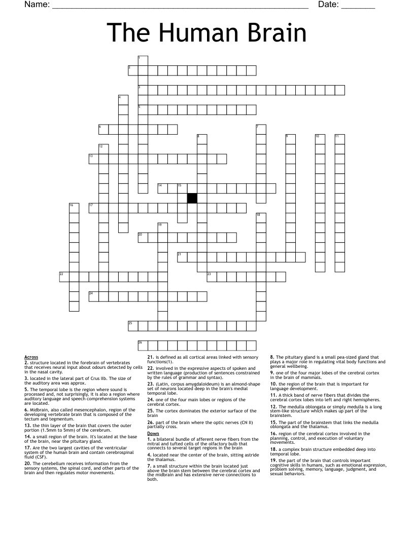 The Human Brain  Crossword