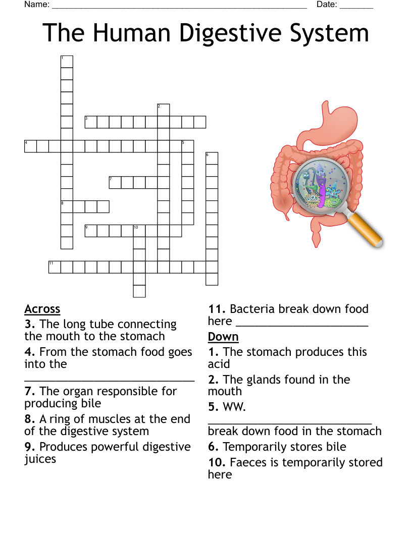 The Human Digestive System Crossword