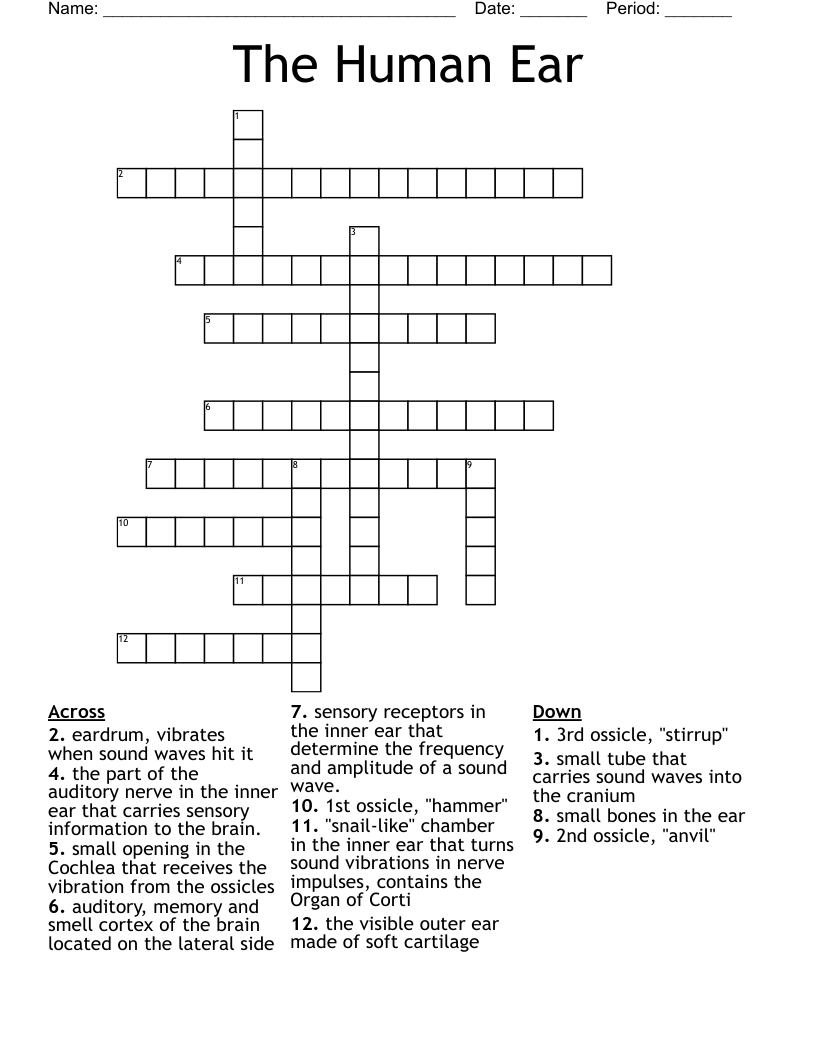 The Human Ear Crossword